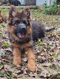 Cucciola di Pastore Tedesco