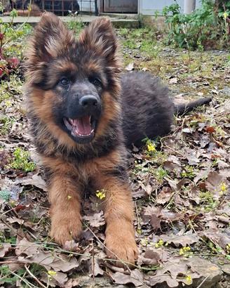 Cucciola di Pastore Tedesco