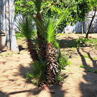 Piante