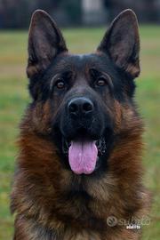 Cuccioli di Pastore Tedesco con pedgree