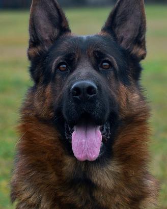 Cuccioli di Pastore Tedesco con pedgree