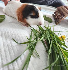 Cavie, porcini di l'India
