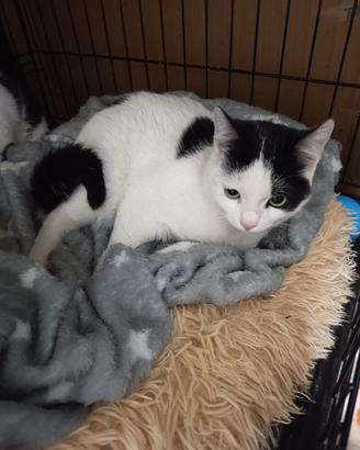 Emily gattina 6 mesi