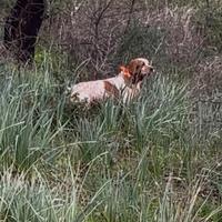Setter inglese
