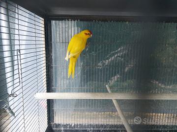 Kakariki