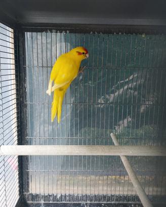 Kakariki