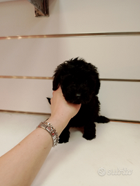 Barboncino Total Black Maschio