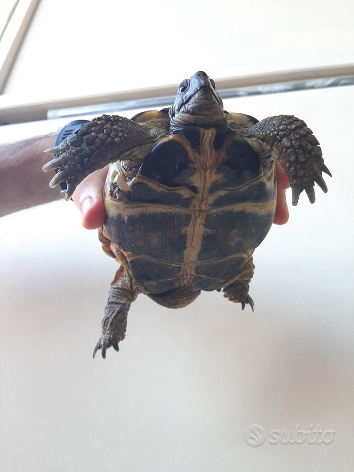 Terrario e casette per tartarughe - Animali In vendita a Roma