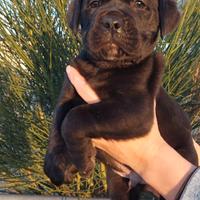 Cane Corso