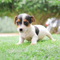 Cucciola di Jack Russell tricolore