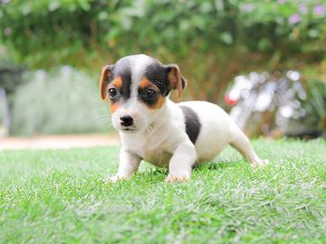 Cucciola di Jack Russell tricolore