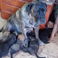 Cuccioli di cane corso
