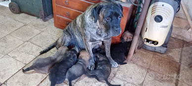 Cuccioli di cane corso