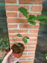Prebonsai roverella