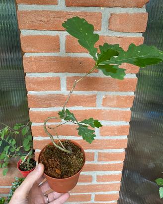 Prebonsai roverella