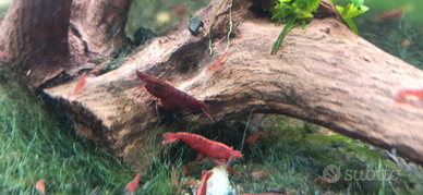 Caridine Red Fire Sakura Selezionate con cura