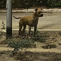 Pitbull ukc accoppiamento con pedigre accp