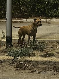 Pitbull ukc accoppiamento con pedigre accp