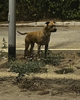 Pitbull ukc accoppiamento con pedigre accp