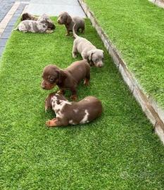 Cuccioli di bassotti