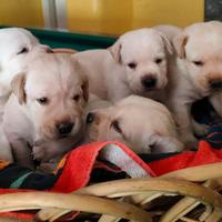 Labrador Retriever cuccioli