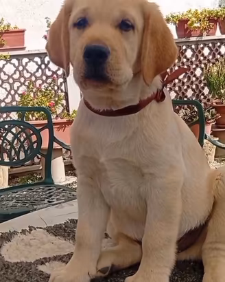 Labrador retriever Cuccioli con pedigree