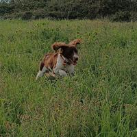 Dono springer spaniel (solo spese)