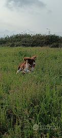 Dono springer spaniel (solo spese)