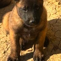 Pastore belga Malinois allevamento Enci