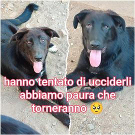 Incrocio pastore tedesco nero 18 mesi