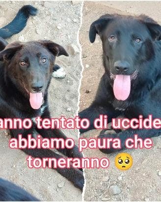 Incrocio pastore tedesco nero 18 mesi