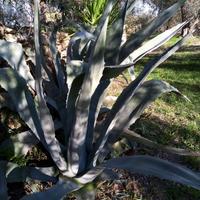 Agave  170cm circa