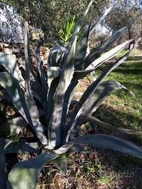 Agave  170cm circa