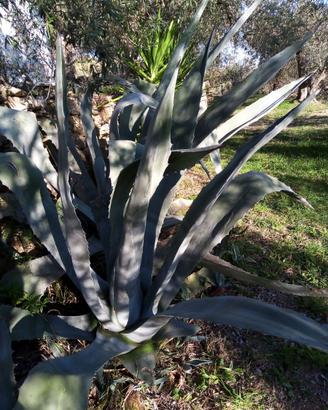 Agave.Pino Aleppo.Fico d'india Aloe ecc.