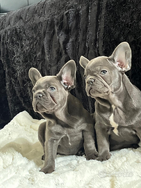 Bulldog Francesi blu