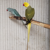 Parrocchetti dal collare