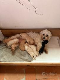 Cucciolata Maltipoo