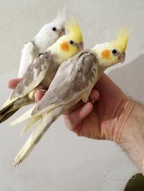 Calopsite allevati a mano