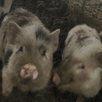 Simil mini pig juliana