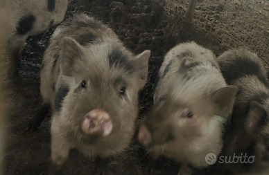 Simil mini pig juliana