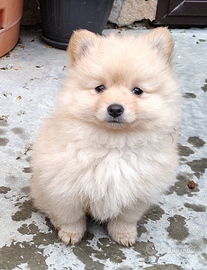 Spitz tedesco femmina