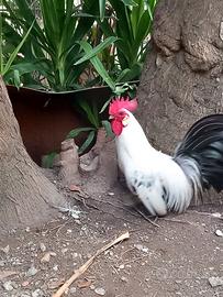 Gallo serama
