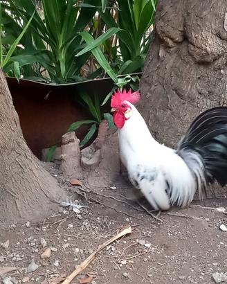 Gallo serama