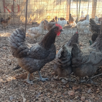 Gallina Australorp