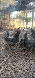 Gallina Australorp