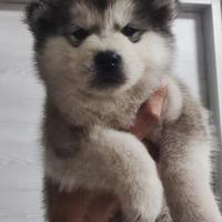 Alaskan malamute