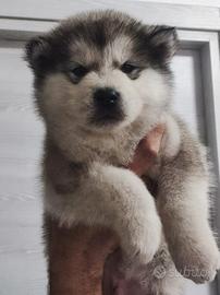 Alaskan malamute