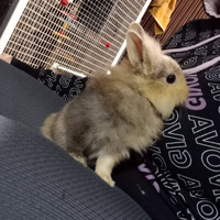 Conigli testa di leone