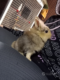 Conigli testa di leone