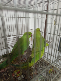 Parrocchetti dal collare